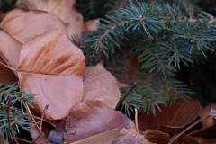 DSC00009