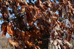 DSC00097