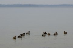 DSC00219