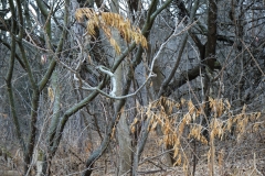 DSC00250