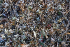 DSC00690