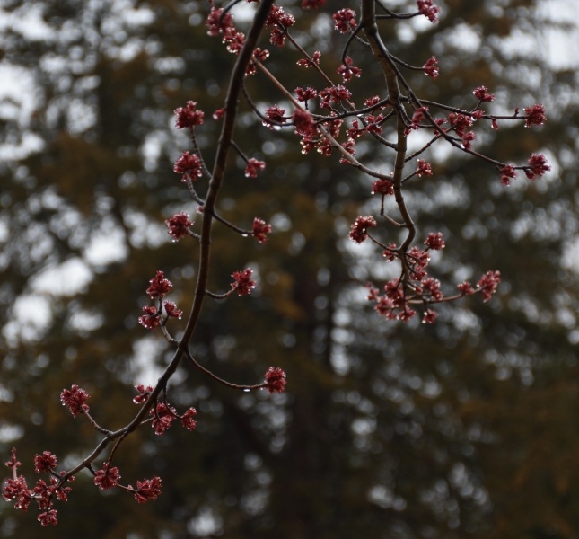 dsc_3909